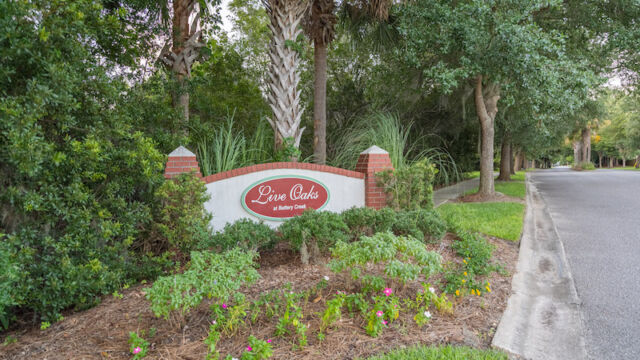 live oaks